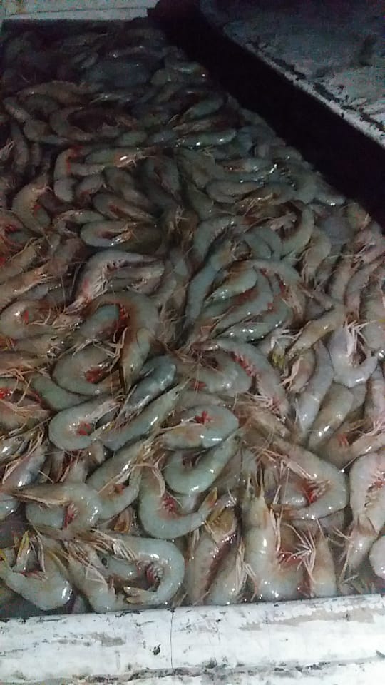 سفارش اینترنتی میگوی تازه و عالی ارسال از چابهار قیمت به نرخ روز