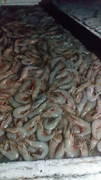 سفارش اینترنتی میگوی تازه و عالی ارسال از چابهار قیمت به نرخ روز