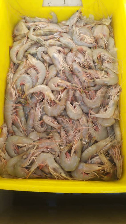 خرید و قیمت میگوی تازه و عالی ارسال از چابهار قیمت به نرخ روز